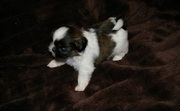 Tiny shih tzu puppy for sale