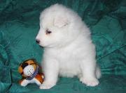 Special samoyed puppies for sale